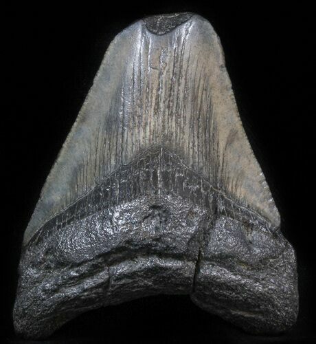 Partial, Megalodon Tooth #41810